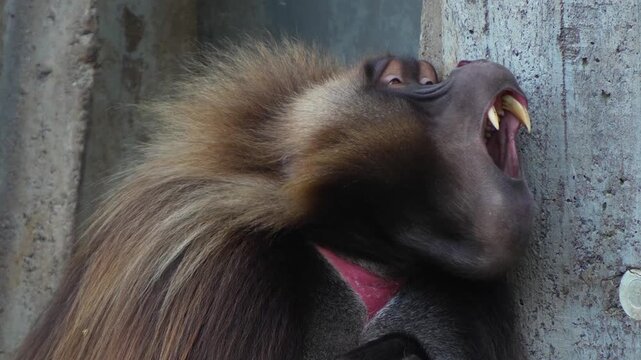 Close up of a large male baboon monkey head showing off his jaws and teeth.