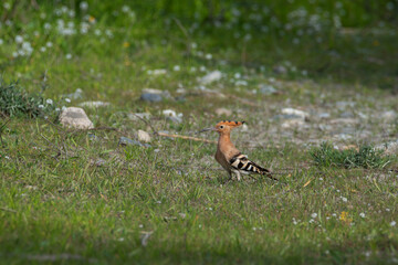Hoopoe (Upupa epops) foraging on grassland, side view © M. Perfectti