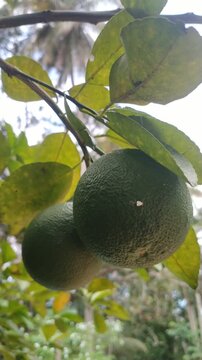 Fresh Green Pomelo Fruits Growing on Citrus Tree in Tropical Garden, 4K