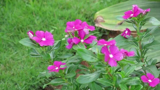 Vibrant pink vinca flowers gently swaying in the breeze with green grass background