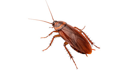 Common cockroach moving PNG isolated on transparent background © Hanna