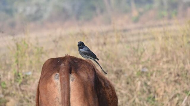 A Black drongo or Dicrurus macrocercus bird perches on the back of a cow. It is a small Asian&nbsp;passerine&nbsp;bird&nbsp;of the&nbsp;drongo&nbsp;family&nbsp;Dicruridae. This is a common bird found in most parts of South Asia. 