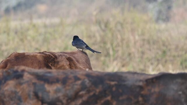A Black drongo or Dicrurus macrocercus bird perches on the back of a cow. It is a small Asian&nbsp;passerine&nbsp;bird&nbsp;of the&nbsp;drongo&nbsp;family&nbsp;Dicruridae. This is a common bird found in most parts of South Asia. 