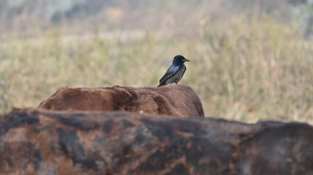 A Black drongo or Dicrurus macrocercus bird perches on the back of a cow. It is a small Asian&nbsp;passerine&nbsp;bird&nbsp;of the&nbsp;drongo&nbsp;family&nbsp;Dicruridae. This is a common bird found in most parts of South Asia. 