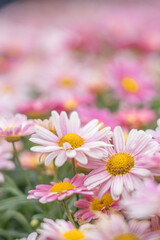 Fototapeta premium Daisy Bloom