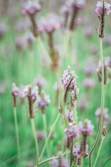 Fototapeta premium Lavender Field