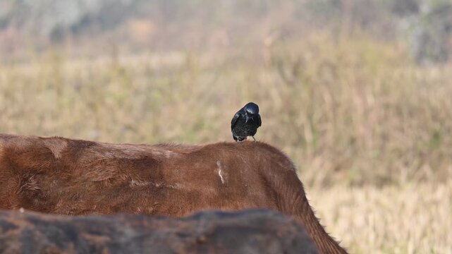 A Black drongo or Dicrurus macrocercus bird perches on the back of a cow. It is a small Asian&nbsp;passerine&nbsp;bird&nbsp;of the&nbsp;drongo&nbsp;family&nbsp;Dicruridae. This is a common bird found in most parts of South Asia. 