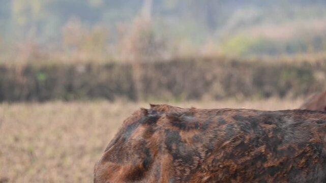 A Black drongo or Dicrurus macrocercus bird perches on the back of a cow. It is a small Asian&nbsp;passerine&nbsp;bird&nbsp;of the&nbsp;drongo&nbsp;family&nbsp;Dicruridae. This is a common bird found in most parts of South Asia. 