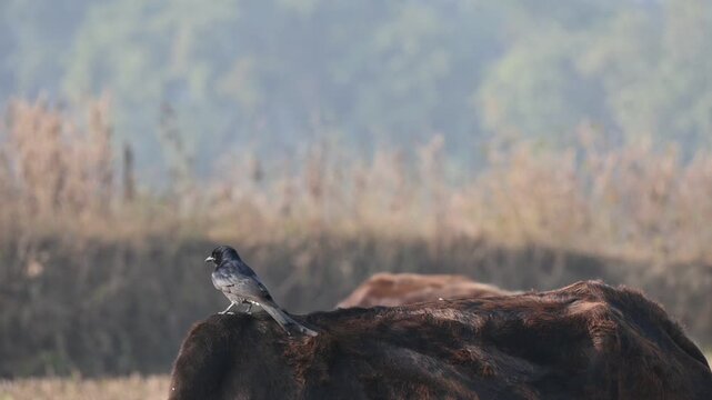 A Black drongo or Dicrurus macrocercus bird perches on the back of a cow. It is a small Asian&nbsp;passerine&nbsp;bird&nbsp;of the&nbsp;drongo&nbsp;family&nbsp;Dicruridae. This is a common bird found in most parts of South Asia. 