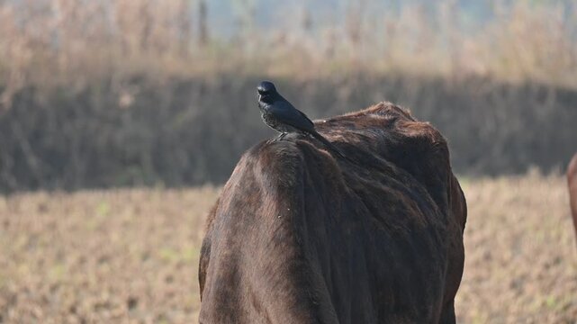 A Black drongo or Dicrurus macrocercus bird perches on the back of a cow. It is a small Asian&nbsp;passerine&nbsp;bird&nbsp;of the&nbsp;drongo&nbsp;family&nbsp;Dicruridae. This is a common bird found in most parts of South Asia. 