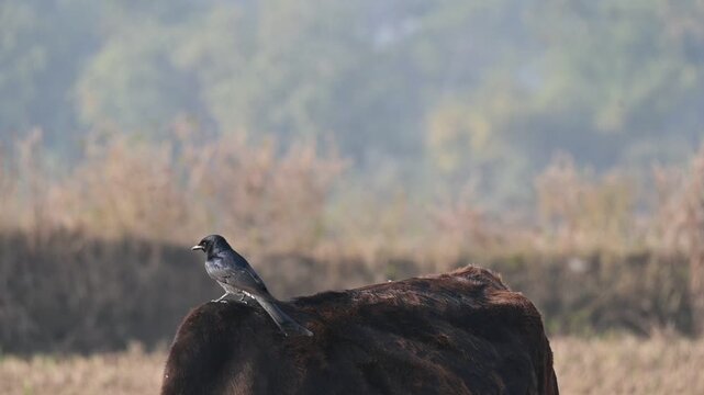 A Black drongo or Dicrurus macrocercus bird perches on the back of a cow. It is a small Asian&nbsp;passerine&nbsp;bird&nbsp;of the&nbsp;drongo&nbsp;family&nbsp;Dicruridae. This is a common bird found in most parts of South Asia. 