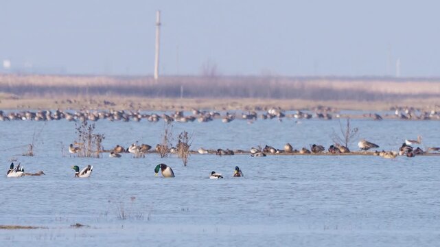Male mallards (Anas platyrhynchos) swimming in formation during breeding season in early spring