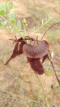 Medicinal Herbs from Around the 