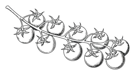 Hand-drawn of a vine with ripe tomatoes on a white background © Khalek