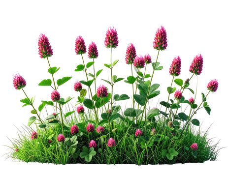 Lush cluster of red clover flowers in green grass