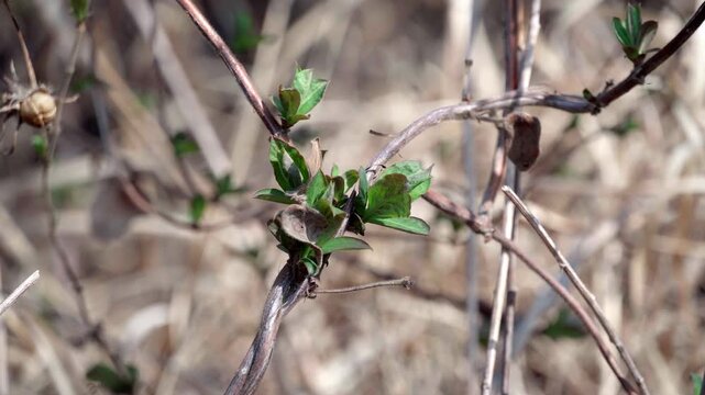 Two honeysuckle vines intertwined, their leaves clustered together, making it impossible to distinguish which branch they belonged to.