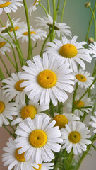 Fototapeta premium daisies on white background
