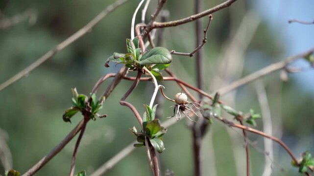 The two vines intertwined; the honeysuckle had already sprouted new leaves, while the seeds of the withered vine had not yet fallen, and it was unknown when they would germinate in the soil.