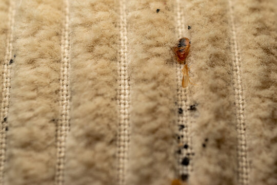 Bed bug on fabric close up macro