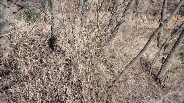 The ground was covered with withered grass, and the surrounding branches had not sprouted, but this small tree was covered with clusters of green leaves, though they were not tree leaves.