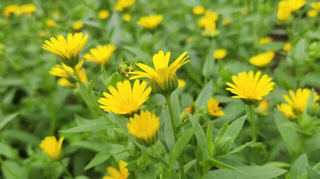 Blooming Field Marigold (Calendula arvensis) in a garden in early spring