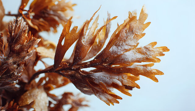 Ecklonia radiata brown seaweed with textured fronds and copyspace for text