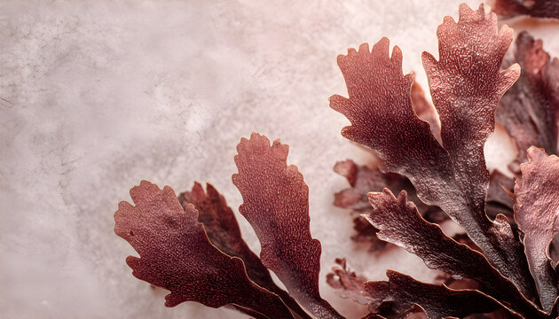 Ecklonia radiata brown seaweed with textured fronds and copyspace for text