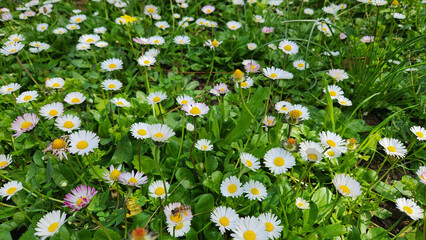 English daisies (Bellis perennis), or oxeye daisies in a graden in spring time © cilicia