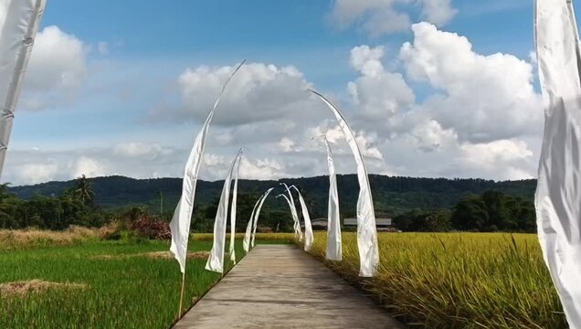 Wooden pathway through lush rice fields with white penjor decorations and blue sky, peaceful rural landscape in Indonesia.