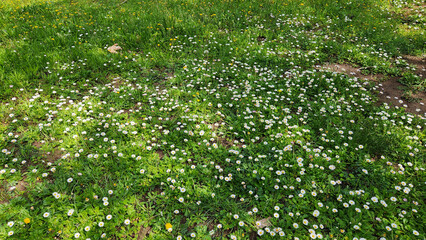 English daisies (Bellis perennis), or oxeye daisies in a graden in spring time © cilicia