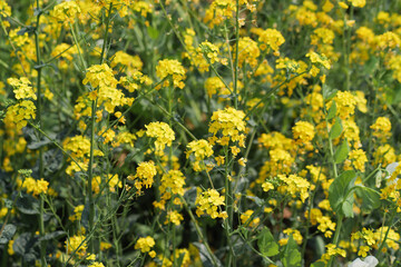 Obraz premium Beautiful field of yellow canola flowers blooming in the countryside during springtime
