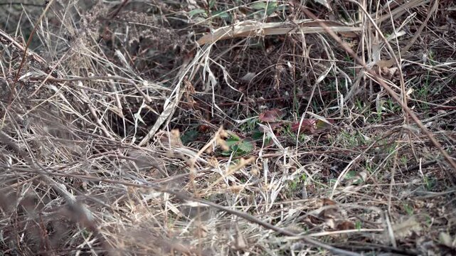 It was the only strawberry seedling on the meadow; breaking through the resistance of other roots, it sprouted new shoots and grew fresh leaves amidst the cold spring winds.