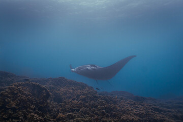 Raie manta dans le lagon de Bora Bora © Corentin