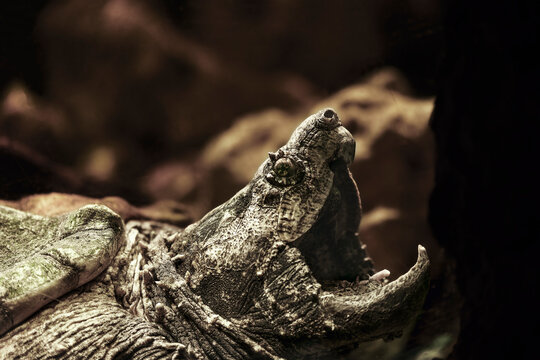 Alligator Snapping Turtle with Open Mouth in Dramatic Close-Up in Natural Environment