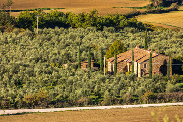 Naklejka premium Tuscan villa in olive grove with cypress trees near Monticchiello, Tuscany, Italy.