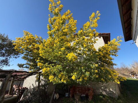 Mimosa, the yellow flower that symbolizes Women's Day and the spring that blooms throughout Italy
