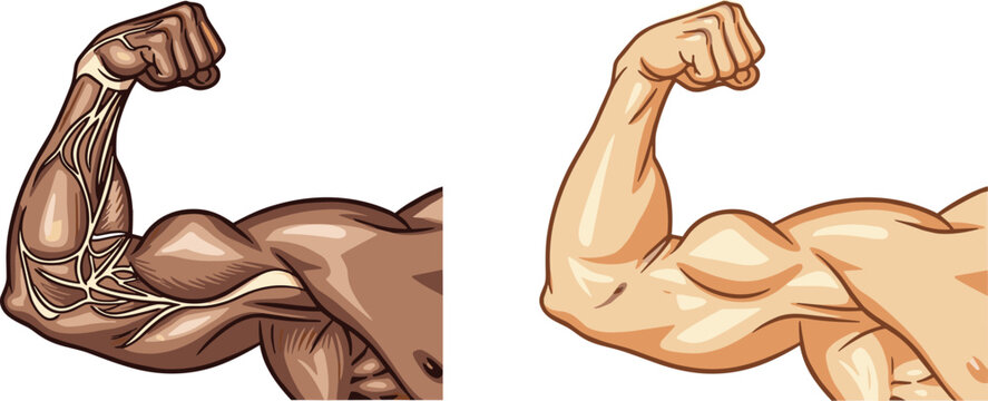 Muscular Arm Flexing Vector Set Featuring Strong Biceps Anatomy Illustration with Detailed and Flat Style Variations for Fitness Bodybuilding Design Collection
