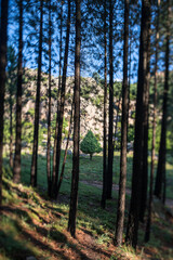 Fototapeta premium CORSE - Massif de Bavella