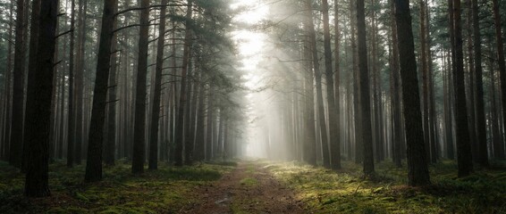 Naklejka premium Exploring the tranquil beauty of a misty forest path nature landscape serene environment captivating viewpoint embracing wilderness and stillness