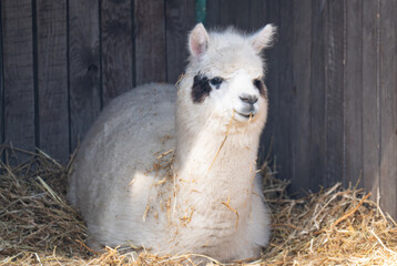 Fototapeta premium small llama on a farm
