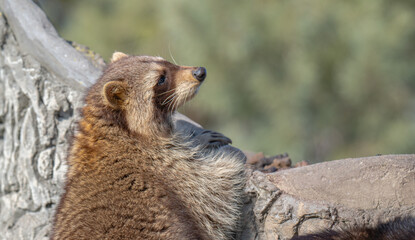 Fototapeta premium raccoon in a park