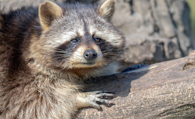 Fototapeta premium raccoon in a park