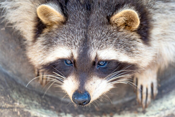 Fototapeta premium raccoon in a park