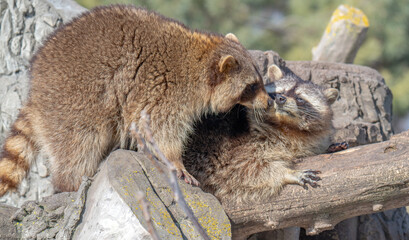 Fototapeta premium raccoon in a park