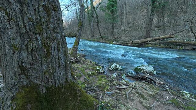 Mountain River Flowing &ndash; Close Foreground Tree with Subtle Pan. Ozren Mountain, Sokobanja region. Balkans, Serbia.