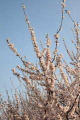 Obraz premium The peach blossoms in Beijing Olympic Park