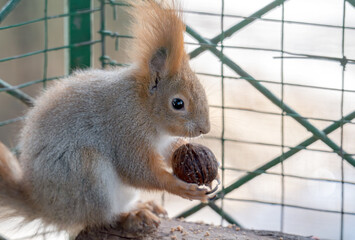 Fototapeta premium squirrel gnawing on a nut