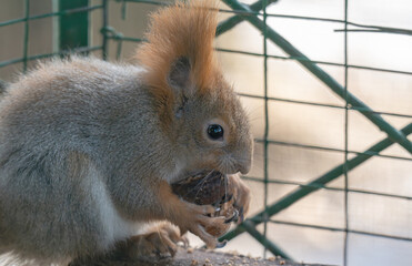 Fototapeta premium squirrel gnawing on a nut