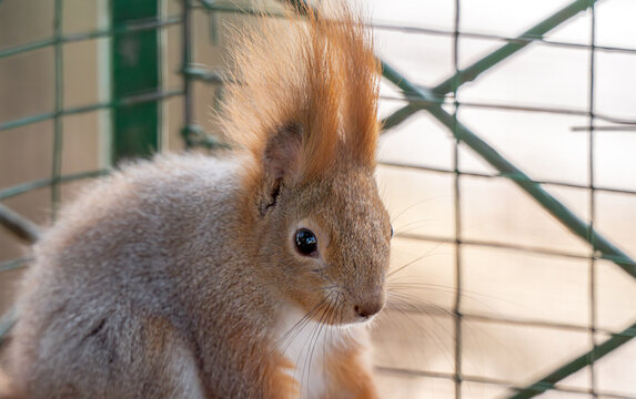  squirrel gnawing on a nut