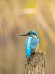 Martin-pêcheur ( IA bruit )